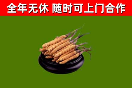 石碣镇回收散虫草