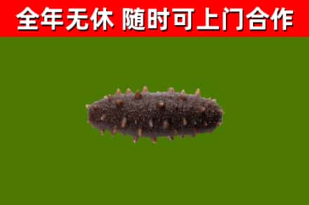 石碣镇回收海参干